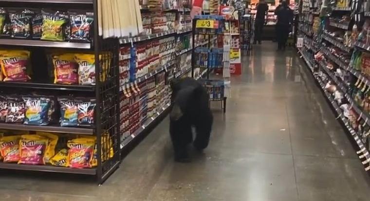 Shoppingoló medvebocsot találtak Los Angelesben