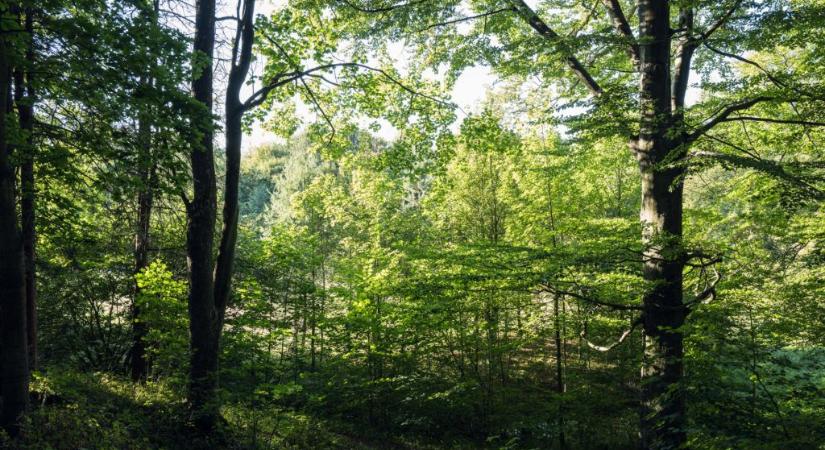 Középkori kincseket találtak egy csehországi erdőben