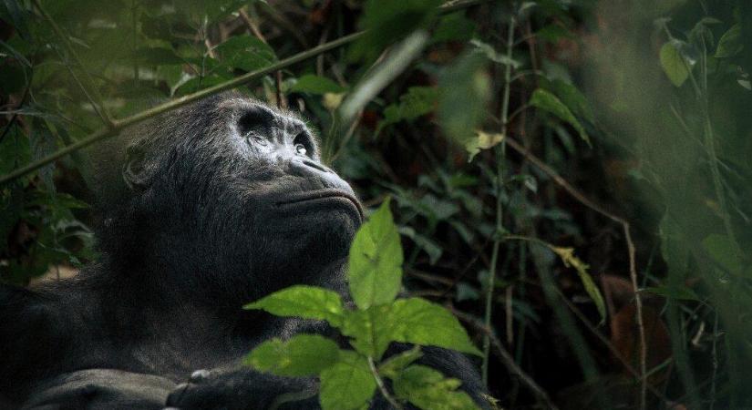 A remény jelének tekintik ennek a gorillabébinek a születését Kongóban