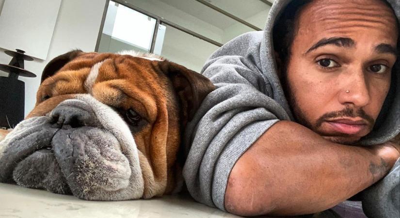 Lewis Hamilton kutyája jó dolgában áttért a vegán életmódra
