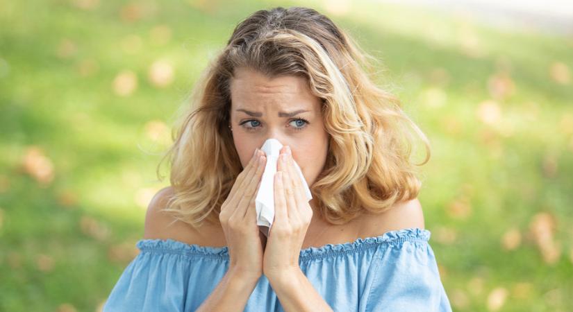 Tombol a parlagfű allergia: ezzel enyhíthetjük a tüneteket