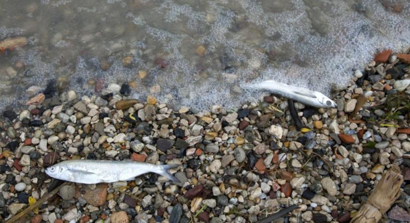 A Velencei-tó után Orfűn is pusztulnak már a halak