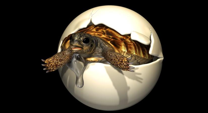 Százmillió éves megkövesedett teknősembriót találtak Kínában