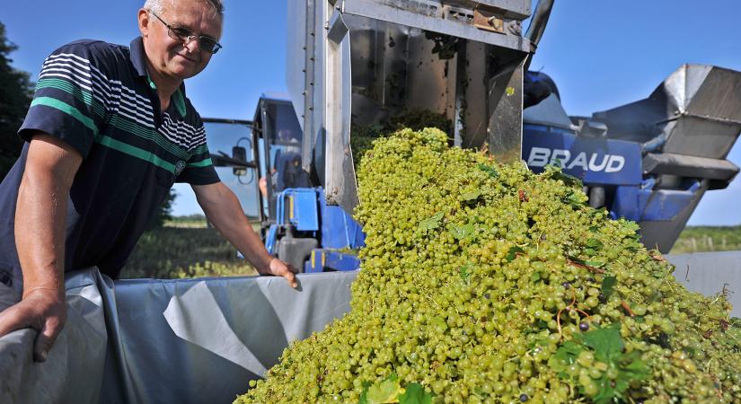 Az aszály ellenére jó a szőlő minősége Bács-Kiskun megyében