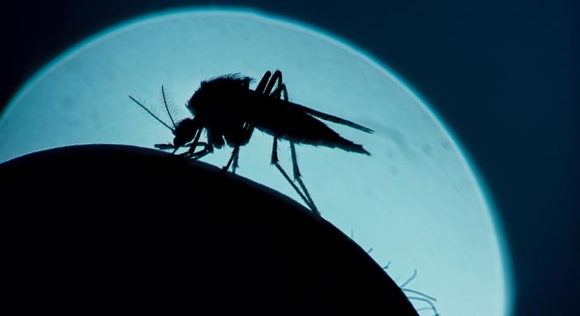 Sikerült úgy módosítani szúnyogok génállományát, hogy ne lássák az embereket