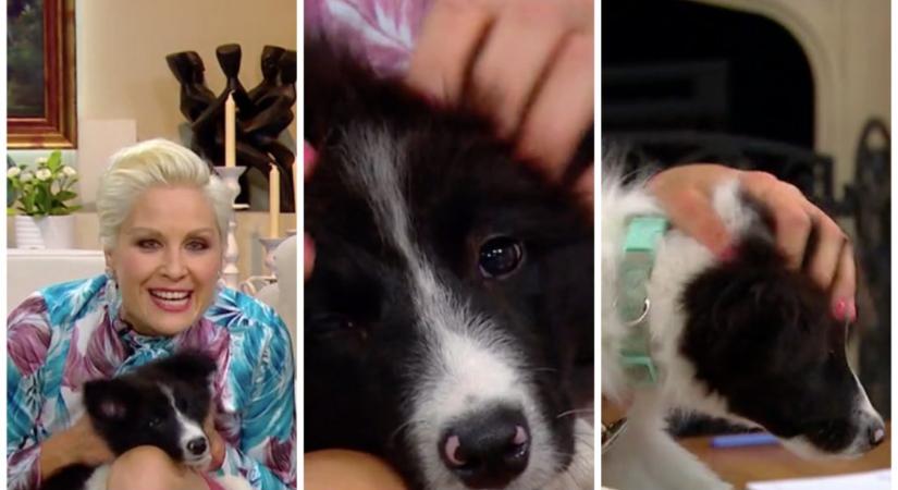Orosz Barbara teljes testmasszázst adott Xantus Barbara kutyájának a Mokkában
