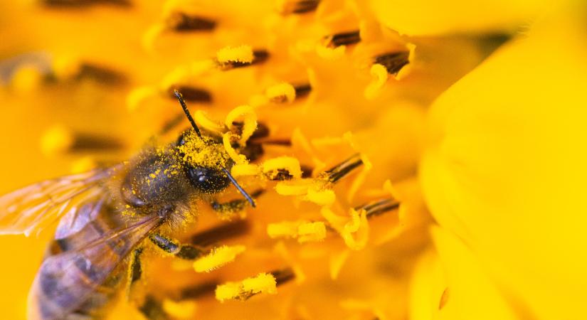 A virágpor örök dilemmája, avagy ideje rendet tenni a pollen-paradoxon háza táján!