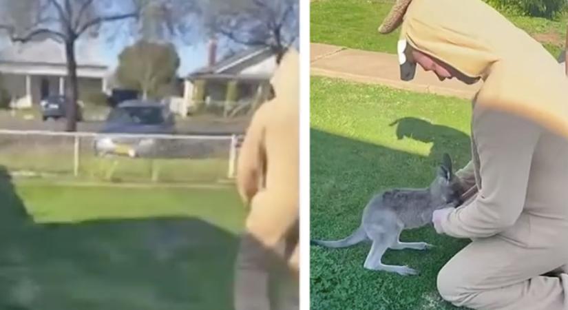 Cukiság! Ez a bébi kenguru elhitte a beöltözött férfiről, hogy ő a mamája!