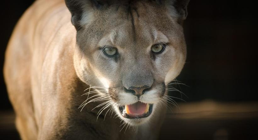Puma sebesített meg egy kisgyereket Kaliforniában