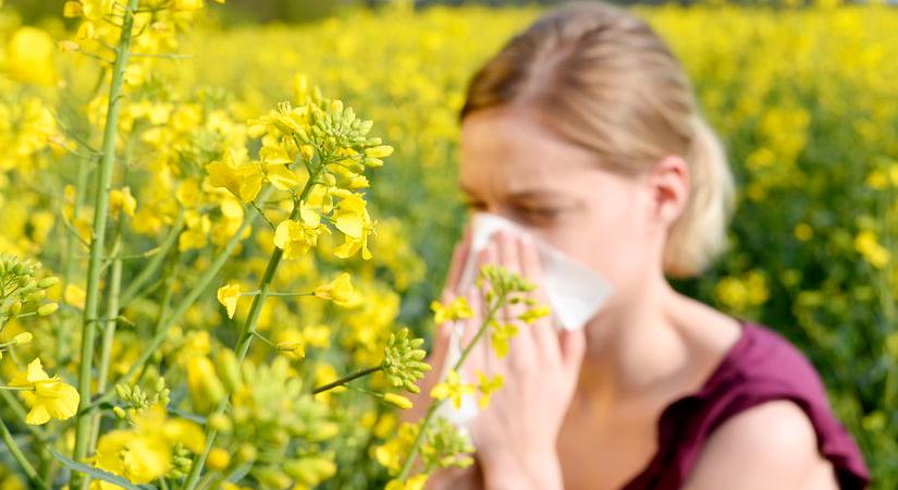 Allergia – Berobbant a parlagfűszezon
