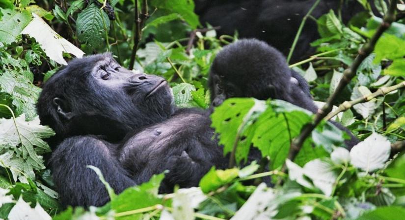 Hegyi gorilla bébi született a Virunga Nemzeti Parkban