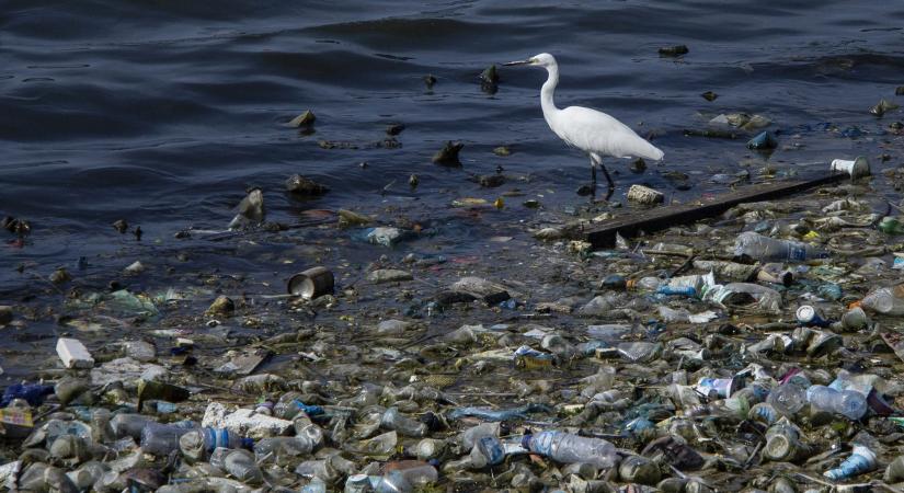 Szinte szó szerint belefulladnak a műanyagszemétbe az állatok Ázsiában