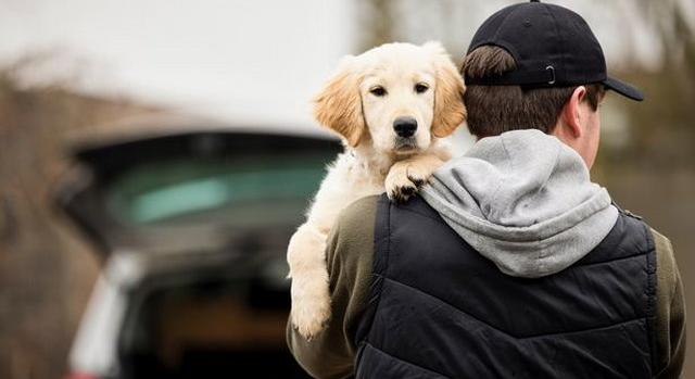 Ingyenes kutyatartási kurzus indul az Állatorvosi Egyetemen, ahol a felelős állattartást oktatják majd