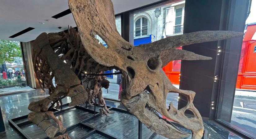 Eladóvá vált a világ egyik legnagyobb dinoszaurusza