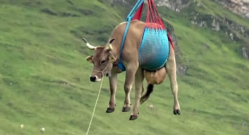 Vége van a nyárnak, szarvasmarhák ezrei kelnek útra az Alpokban