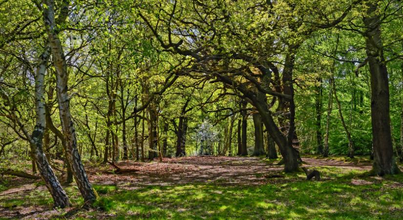 Robin Hood otthona a valóságban is elragadó hely: a sherwoodi erdőben több száz éves tölgyek sorakoznak