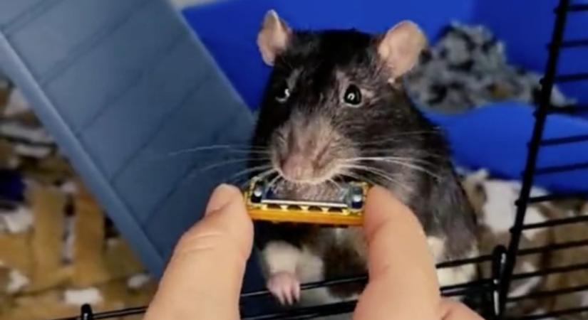 A világ legkisebb szájharmonikáján játszik a patkány