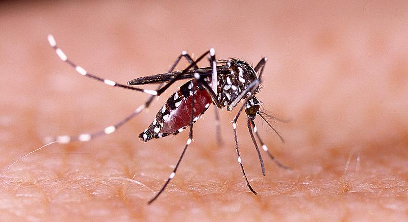 Meglepő eredményre jutott a Glasgow-i Egyetem a szúnyogokat vizsgálva