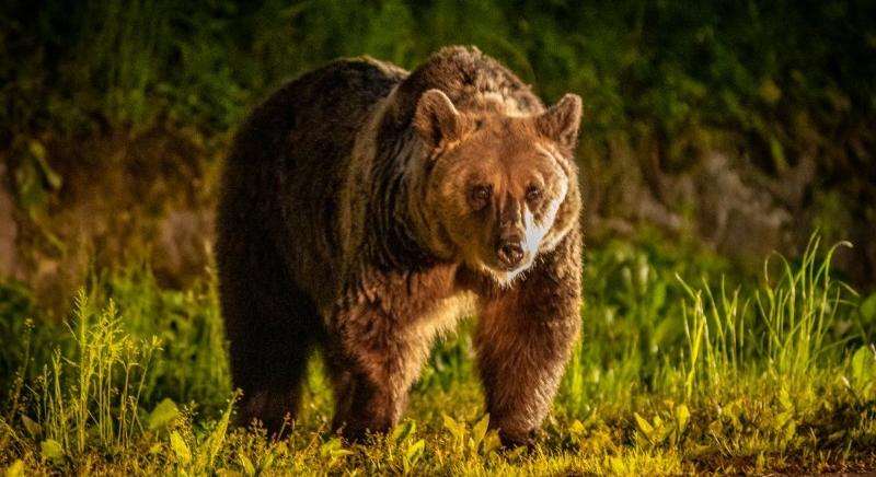 Alaposan összeharapdált egy Hargita megyei pásztort a medve