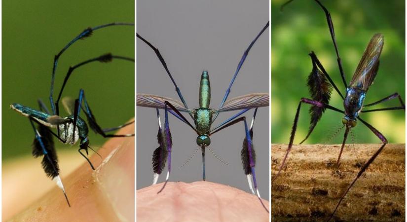 A világ legszebb szúnyogja különös lábdísszel rendelkezik