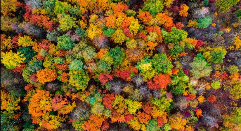 Eltűnnek az ősz színei a klímaváltozás miatt