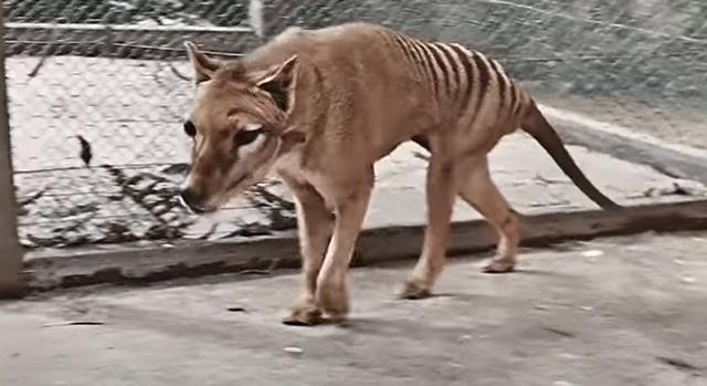 Színezett filmfelvételen látható a kihalt tasmán tigris utolsó példánya