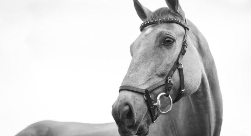 Egyre többen választják Amerikában a lovasterápiát a mentális zavarból való gyógyuláshoz