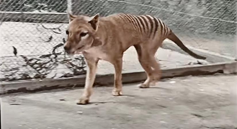 Színes felvételen a majd' 100 éve kihalt tasmán tigris utolsó élő példánya