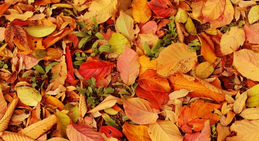 Eltűnhetnek az ősz megszokott színei a meteorológus szerint: ezt okozza az éghajlatváltozás