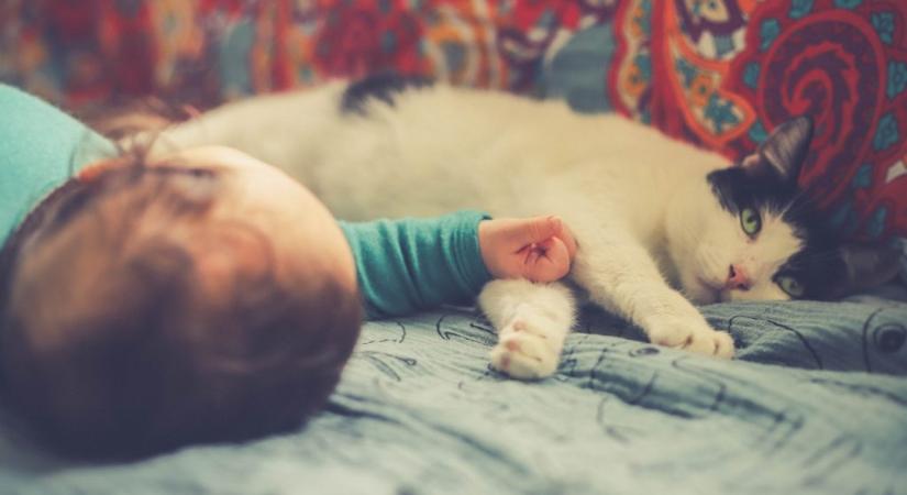 A macskák nyugodtabbá válnak az autista gyermeket nevelő családokban