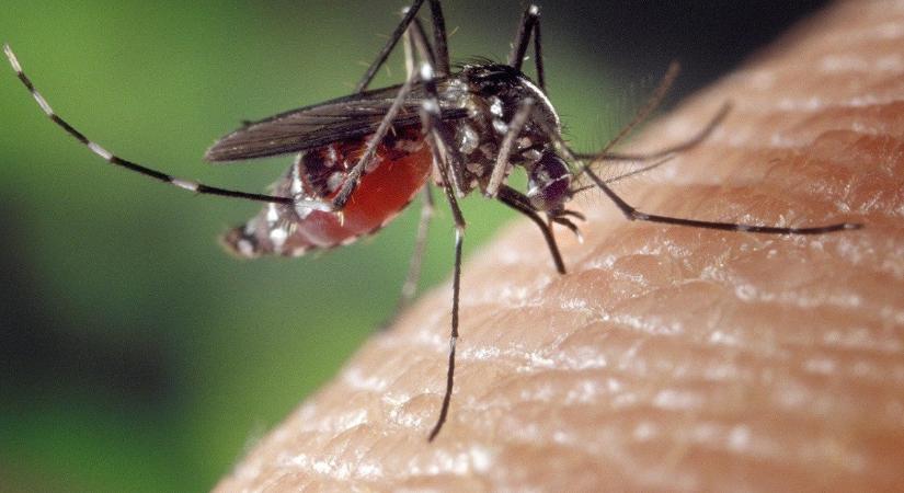 Kémiai szúnyoggyérítés lesz pénteken