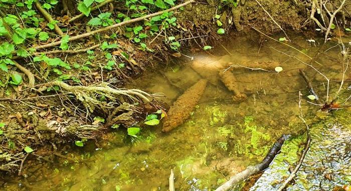 Hatalmas halnak hitték, de sokkal ijesztőbb dolog figyelt a bakonyi patak mélyén