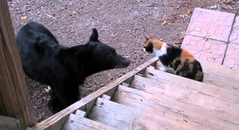 Hanyatt-homlok menekült a medve a felbőszült macska elől - videó