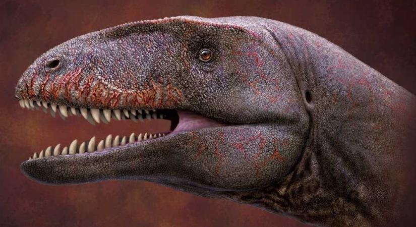Új csúcsragadózó dinoszauruszfajt azonosítottak