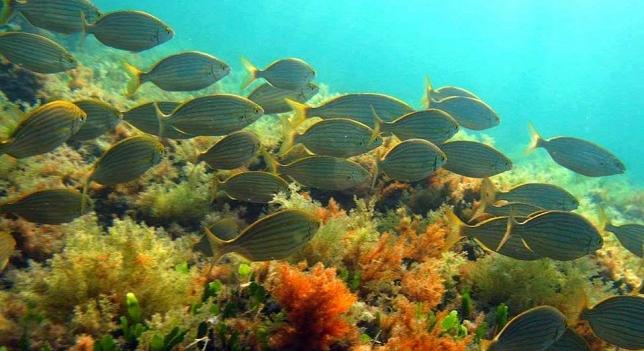 Négyszeresére növelhetik a halállományt a tengeri rezervátumok