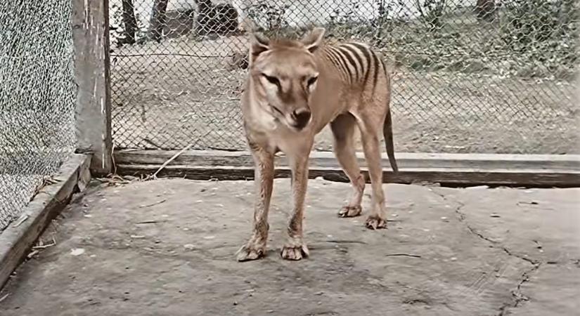 Színes videón látható a rég kihalt tasmán tigris