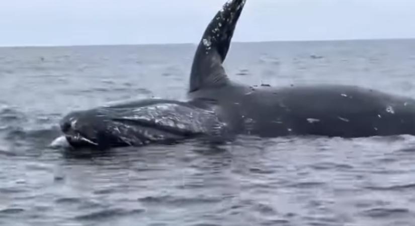 Hajó közelített a bálnatetem felé, ami utána jött, az horrorfilmbe illik - videó