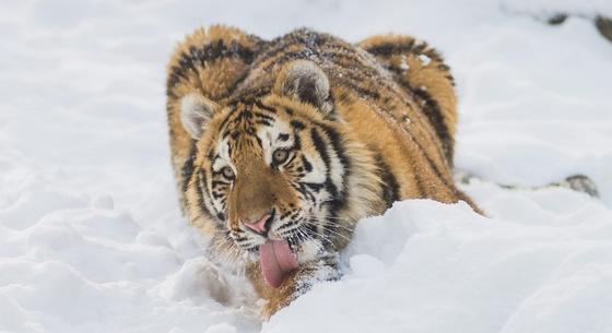 Jó hír jött a szibériai tigrisekről