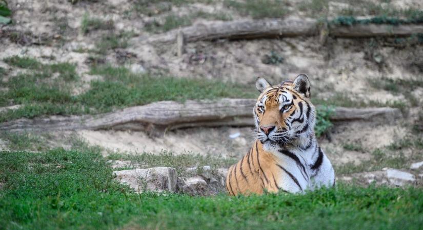 Elkezdett növekedni a szibériai tigrisek száma