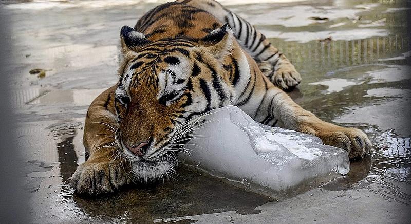 Megmenekülhet a kihalástól a szibériai tigris