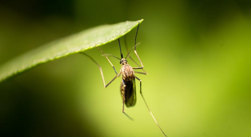 Génmódosított szúnyogokkal megállítható a vérszívó rovarok terjedése