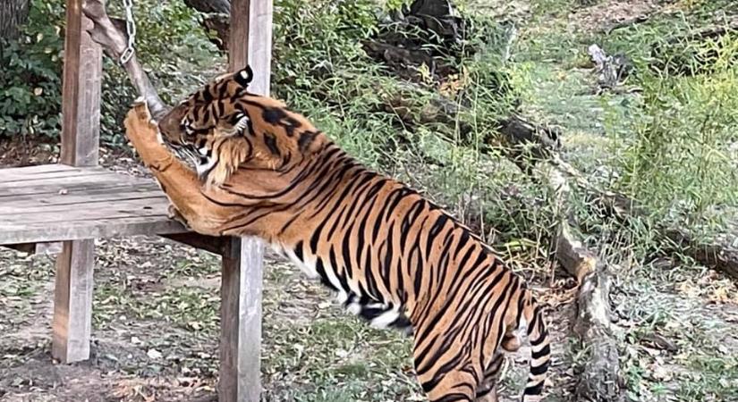 Így nassol egy tigris – zsákmányszerzésre ösztönzik a hatalmas macskát (videó)