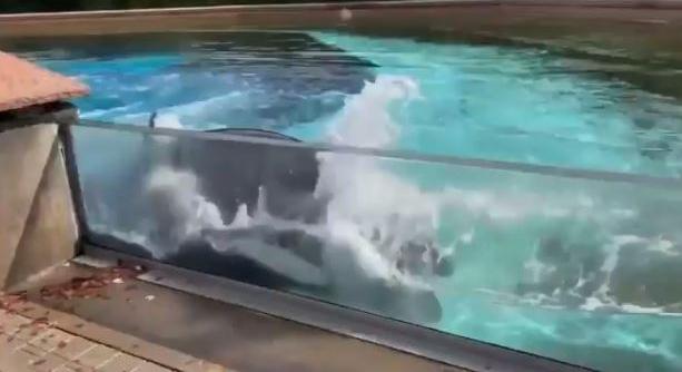 Sokkoló videón próbál meg kitörni a kardszárnyú delfin a fogságból