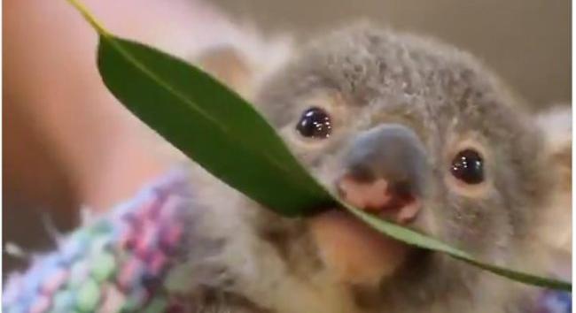 Még csak hétfő van, de megvan a hét legcukibb videója: otthon neveli az árva koalabébit az igazgató – Videó