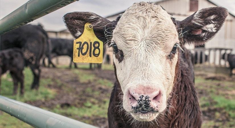 Az ammóniakibocsátás csökkentése érdekében vécéhasználatra szoktatják a szarvasmarhákat Új-Zélandon