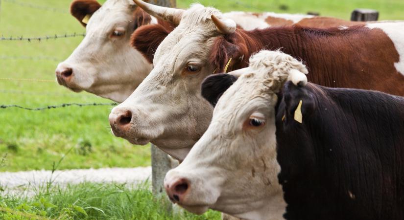 Vécére szoktattak szarvasmarhákat, hogy kevesebb üvegházhatású gáz keletkezzen