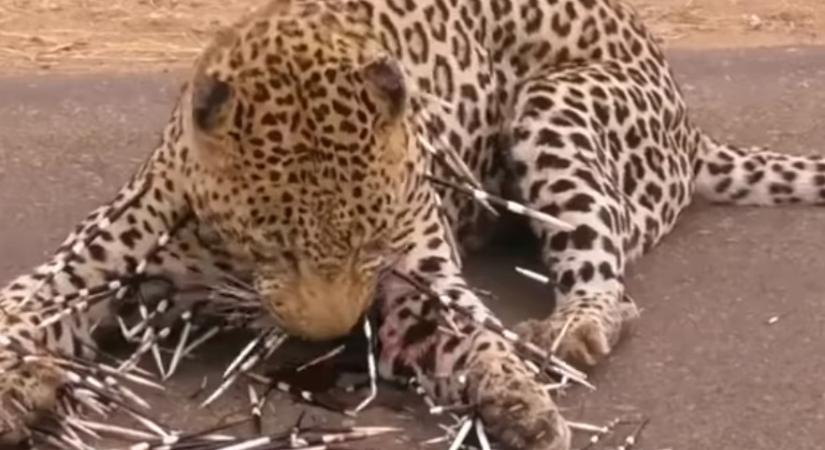 Egyszerű ebédnek indult a leopárd lakomája, aztán jött a rémálom - videó