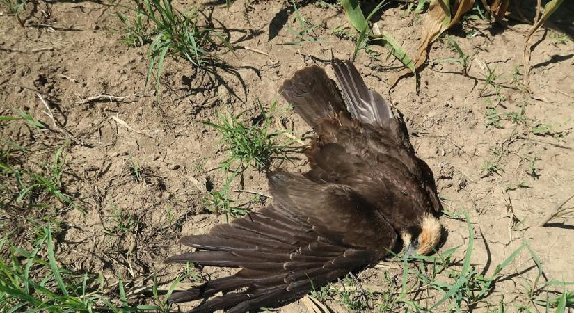 Minden idők legsúlyosabb magyarországi madármérgezése tovább szedi az áldozatait