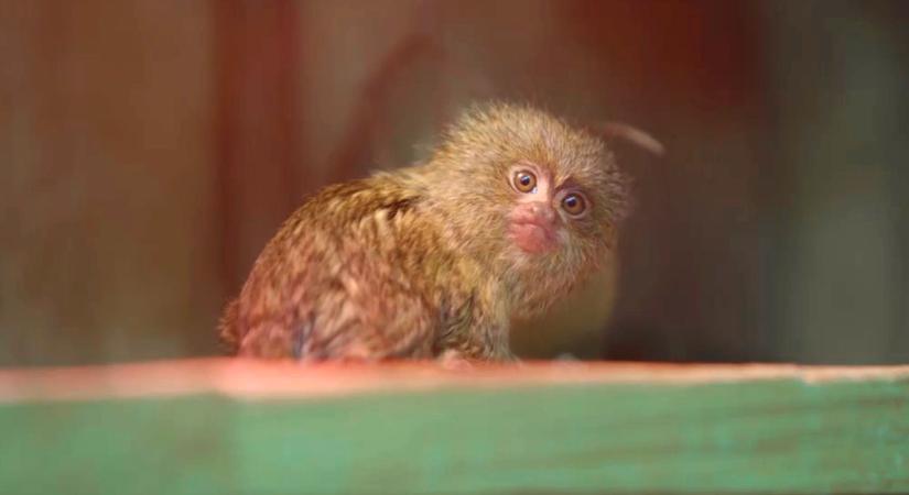A világ legkisebb és legcukibb majom babája – videó