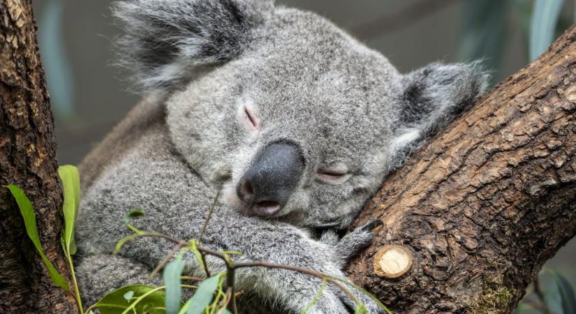 Természetvédők szerint kihalás fenyegeti a koalát